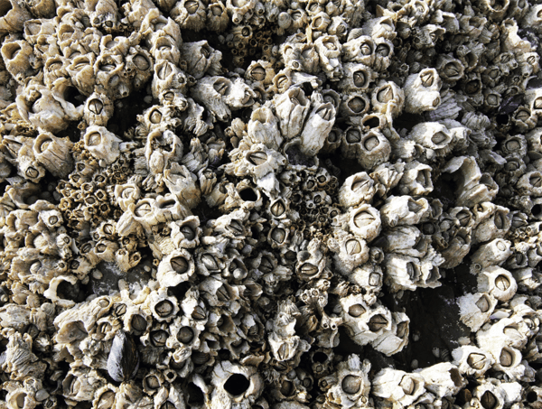 Barnacles-2