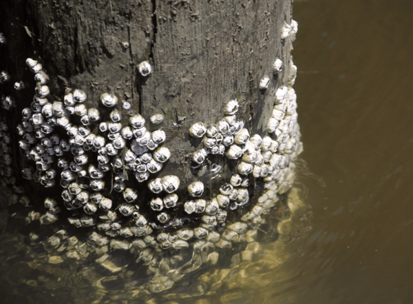 Barnacles2-1