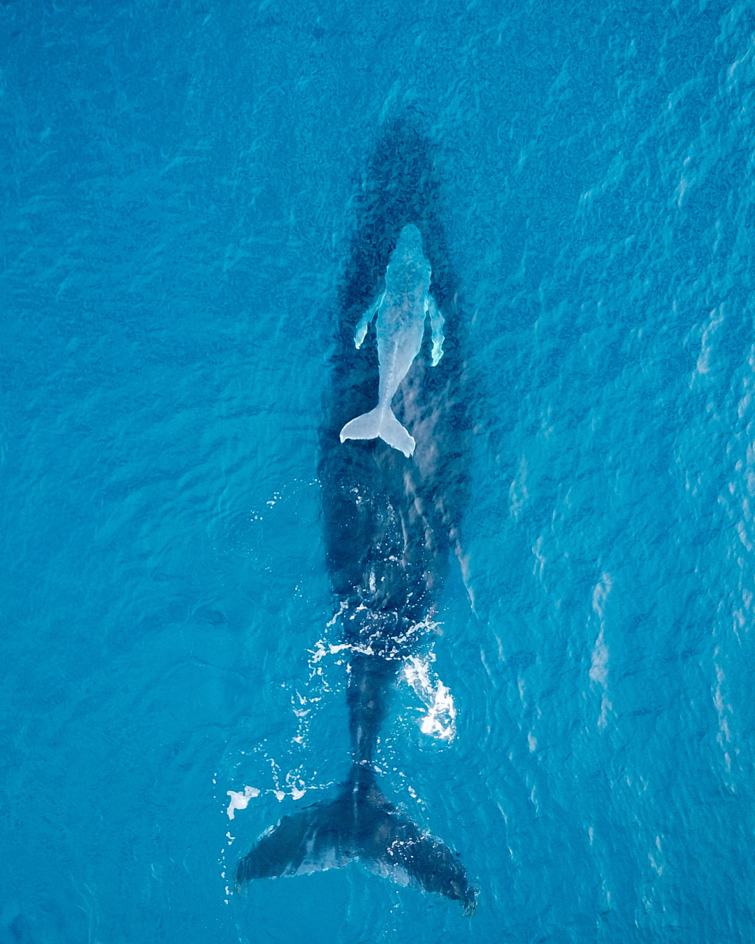 Creatures of the ocean