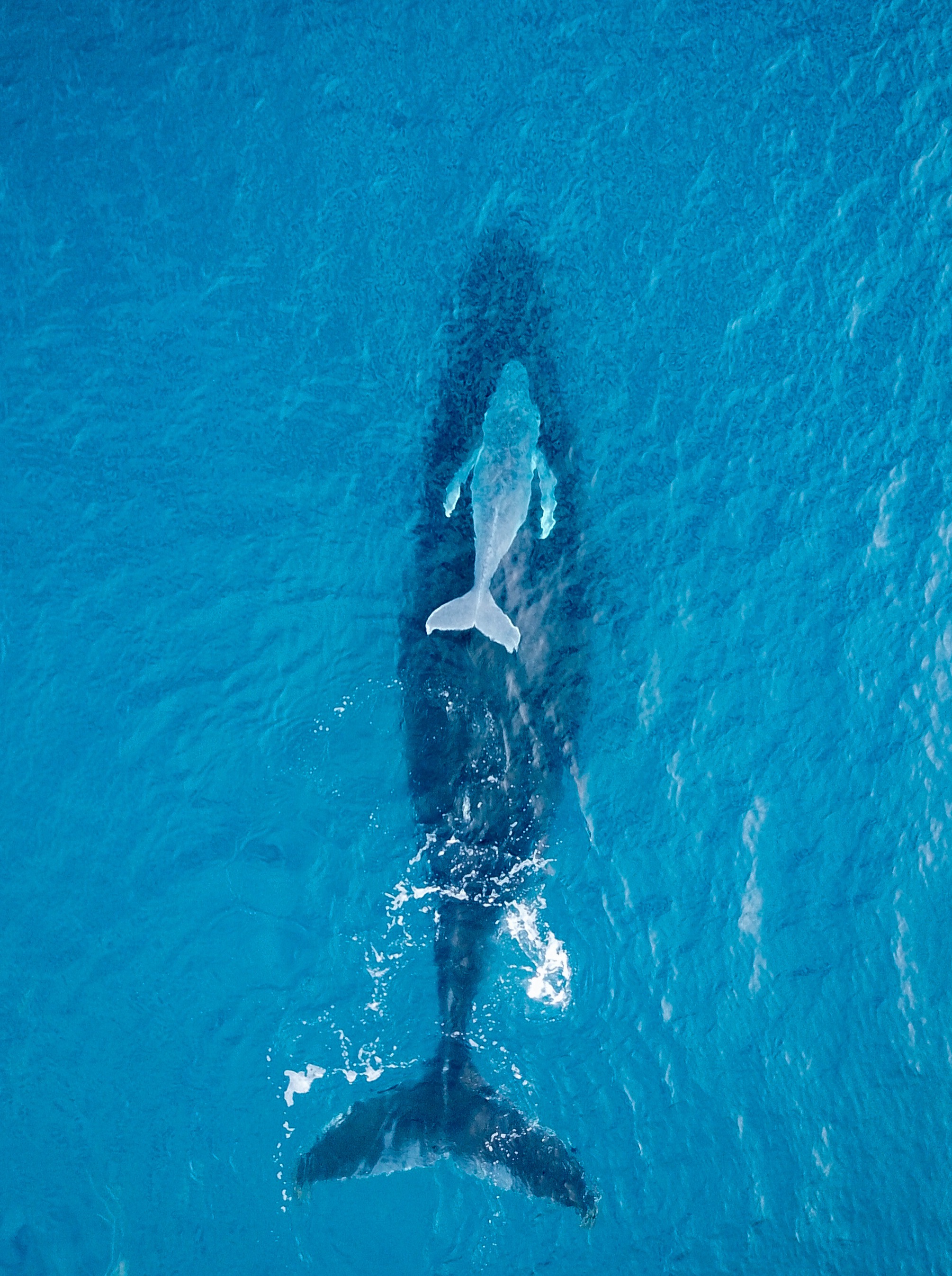 Humpback Whale