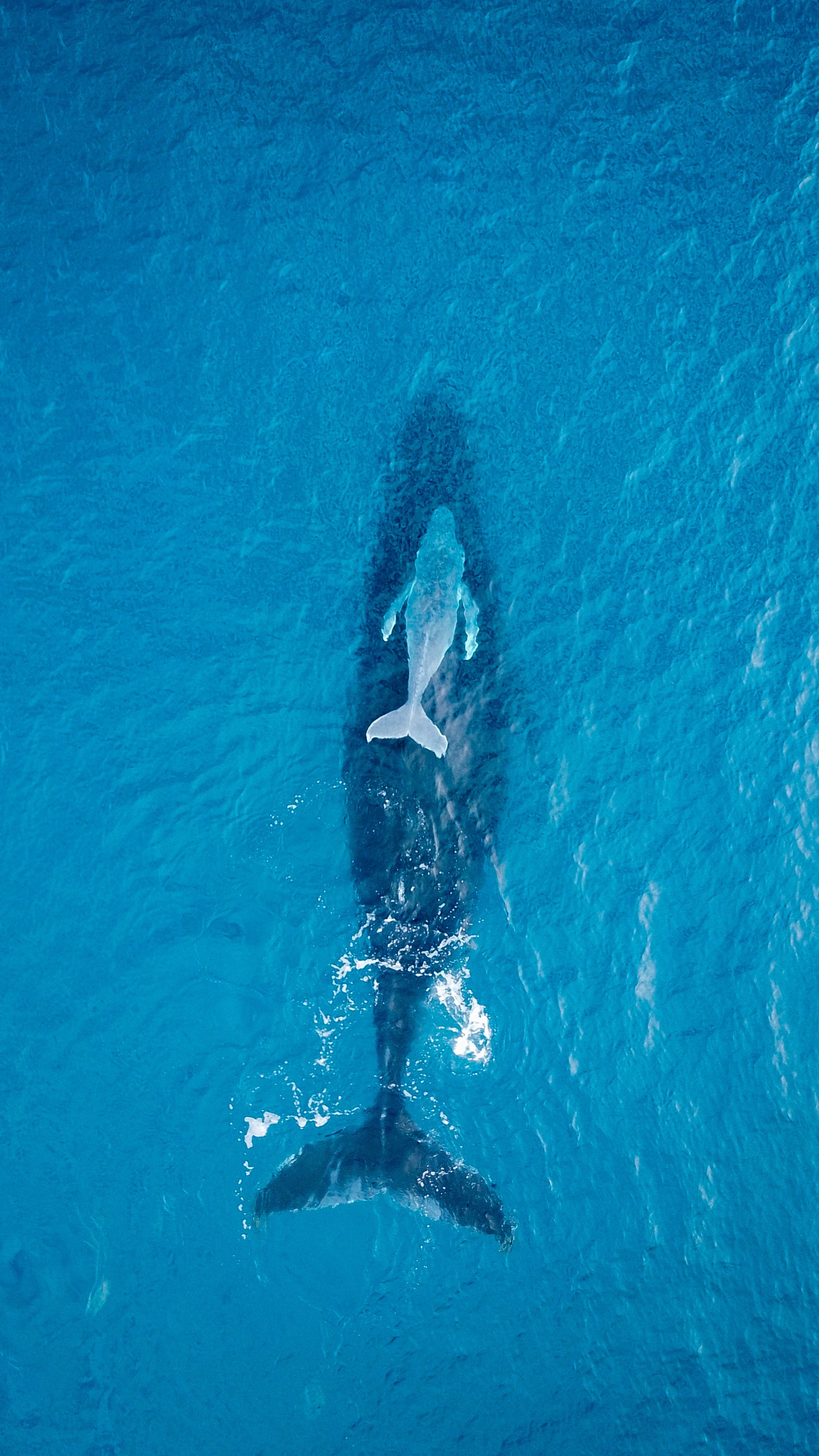 Humpback Whale