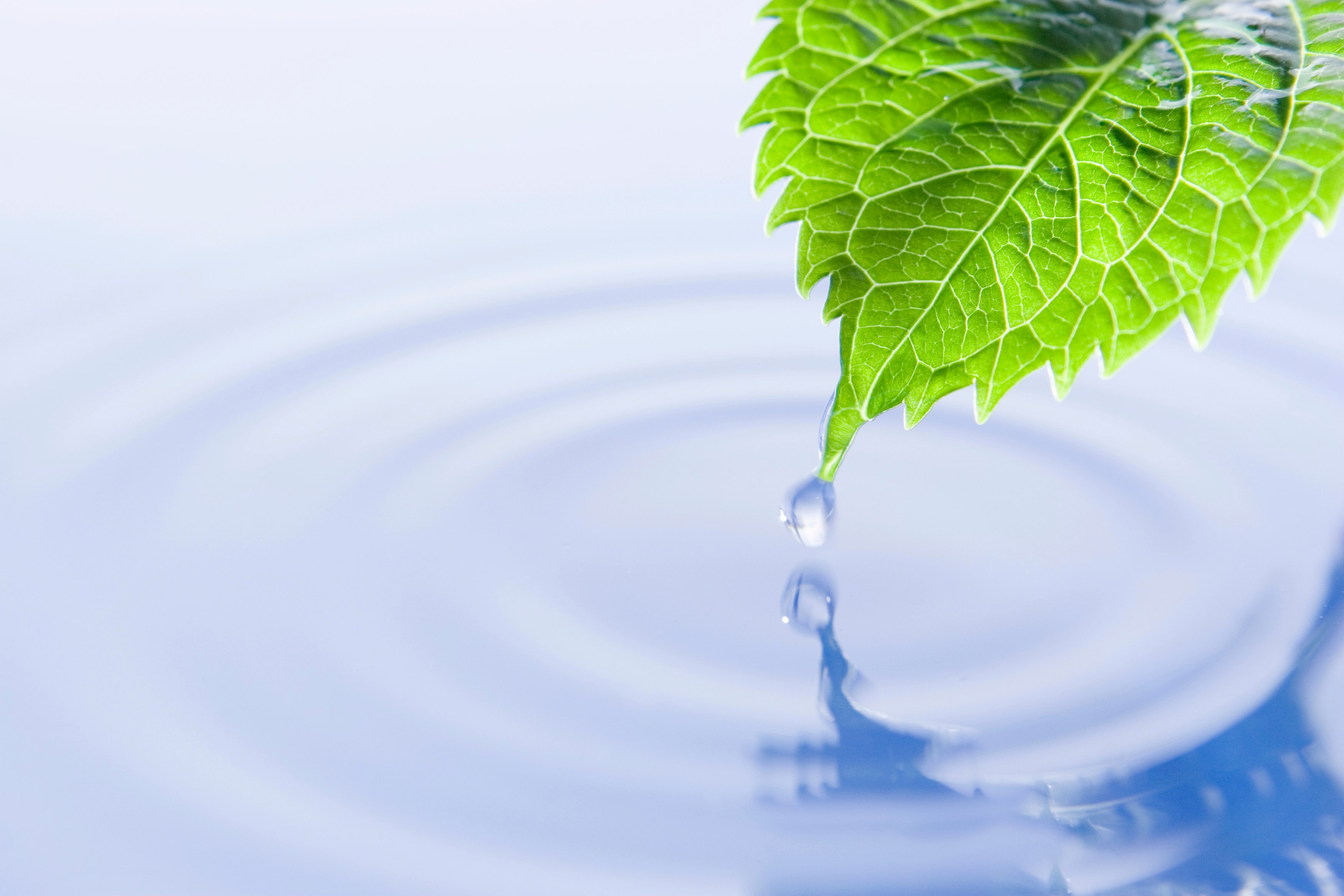 Leaf-droplet-iStock_6142173